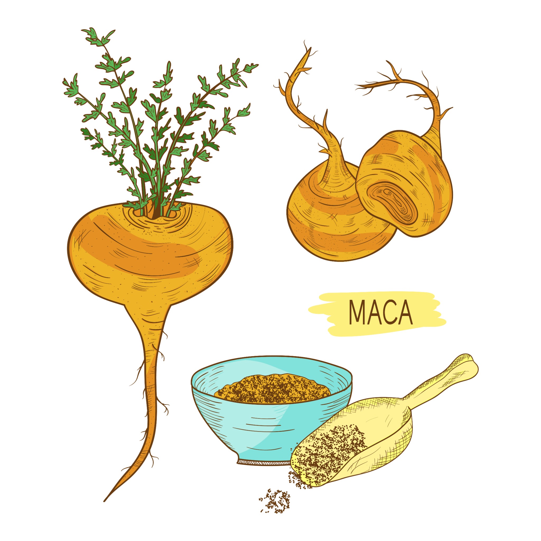 Maca Root