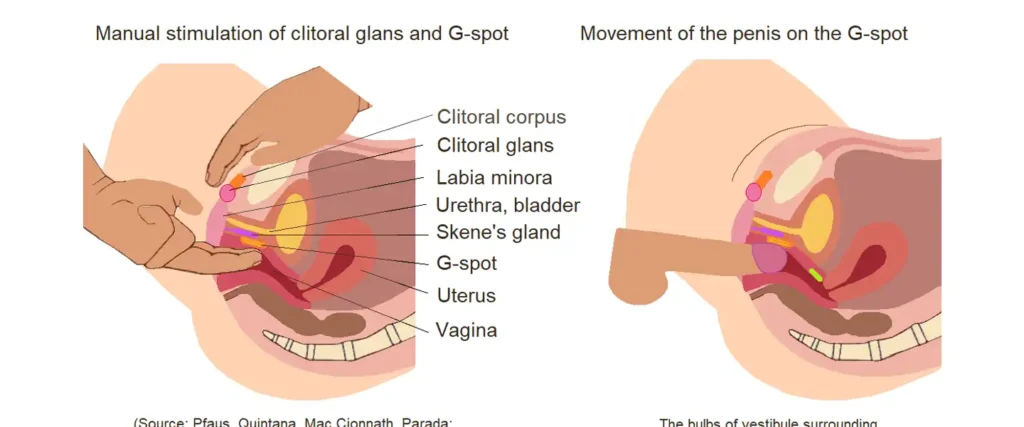 A diagram explaining the G-Spot myth, showing how the internal clitoris is the true source of pleasure in the G-Zone.