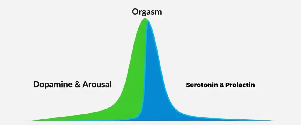 A graph showing the brain chemistry and sex, including the dopamine and refractory period.