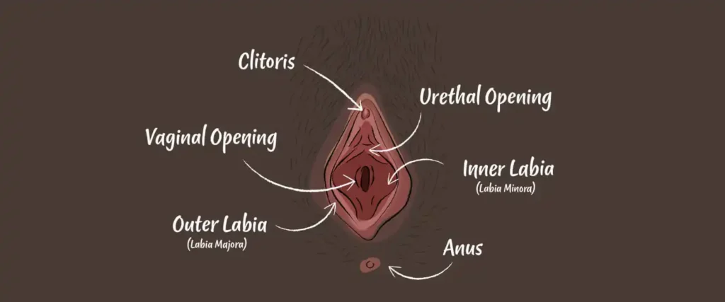A simple medical diagram showing the female anatomy of the vulva, including the clitoris and labia
