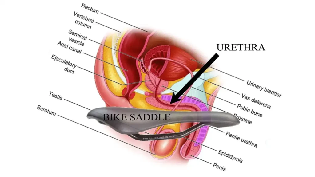 Bicycle saddle comparison showing how no-nose designs prevent cycling-related erectile dysfunction