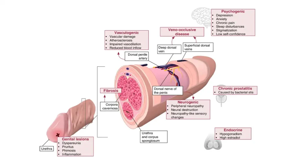 Cross-section of corpora cavernosa showing blood flow during an erection.
