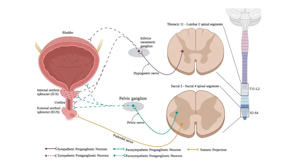 Diagram explaining how the sympathetic nervous system blocks erections while the parasympathetic system enables them.