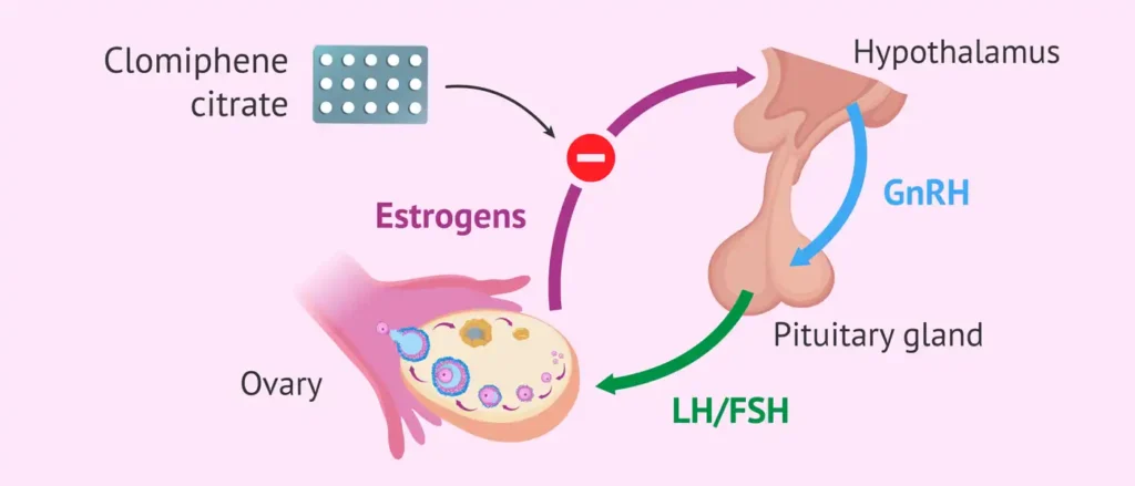 Diagram showing how Clomiphene Citrate stimulates the pituitary gland for male hormone optimization.