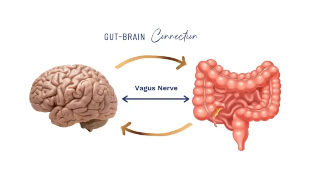 Gut-brain axis diagram showing vagus nerve communication.
