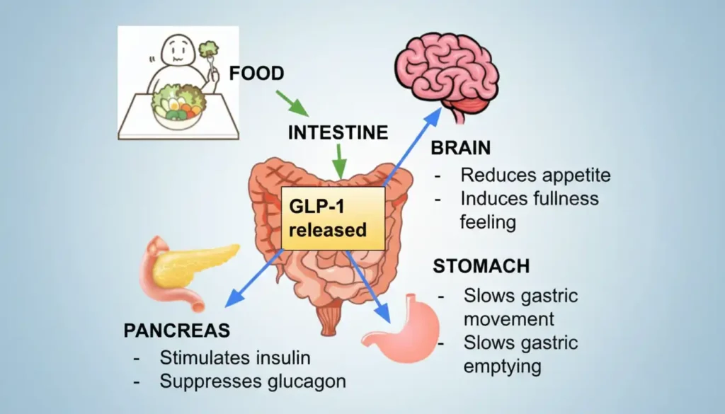 How GLP-1 medications work in the brain and digestive system.