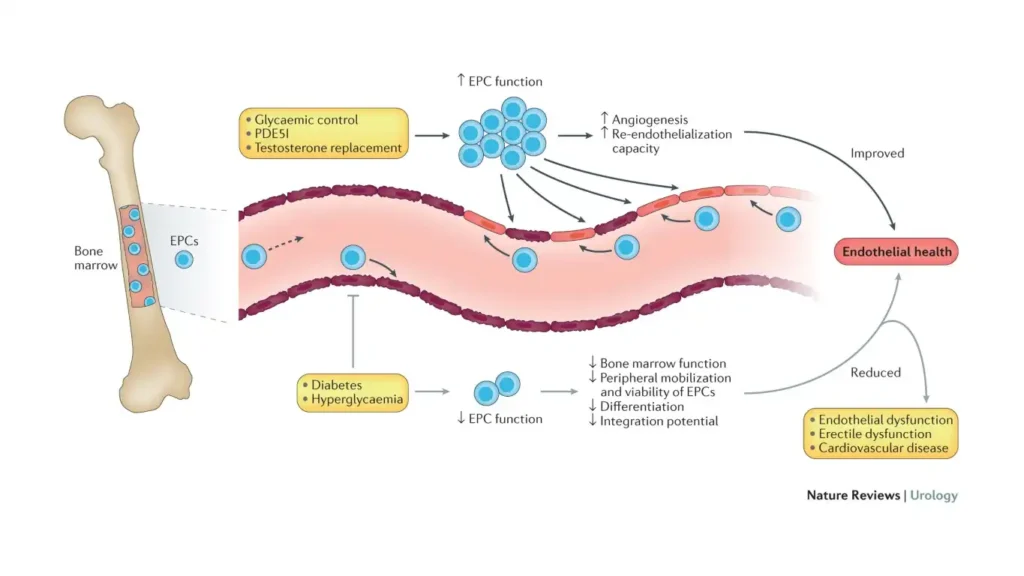 How insulin resistance and ED are connected through vascular damage to endothelial health