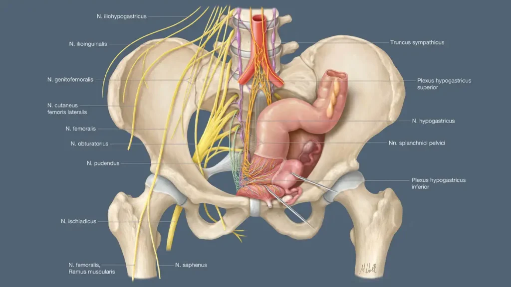Illustration of male pelvic anatomy and a man sleeping, representing healthy Nightfall (Nocturnal Emission).