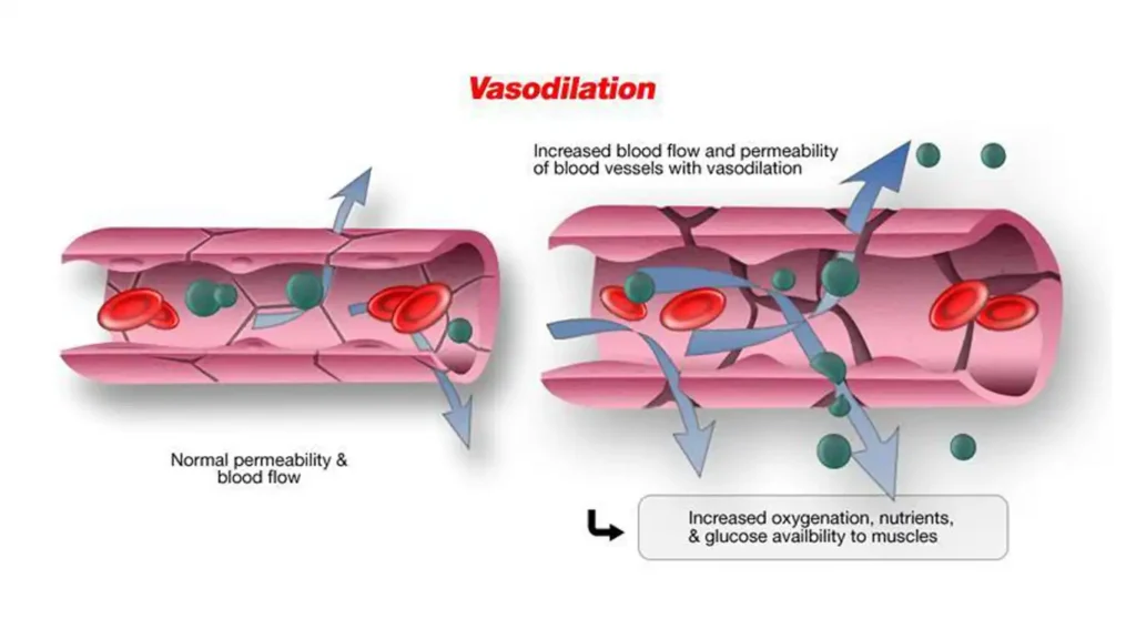 Infographic explaining how nitric oxide production controls blood vessel dilation and erectile function through cGMP pathway