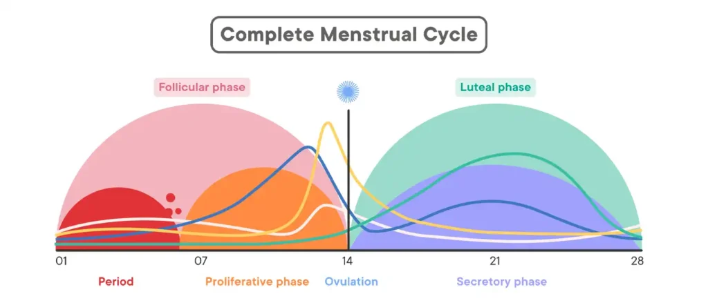 Infographic showing how estrogen and progesterone hormones affect women's gut health and motility throughout menstrual cycle