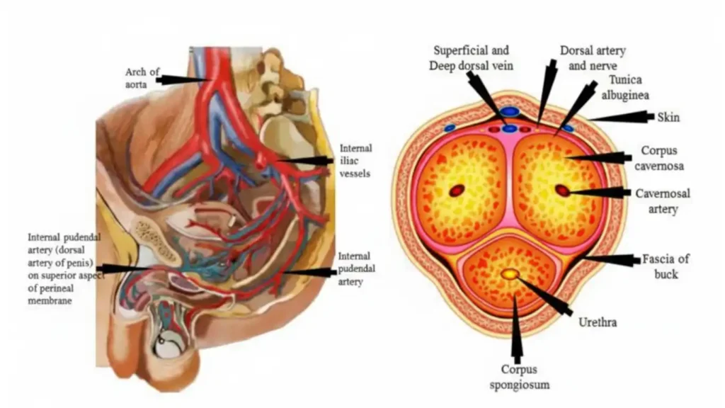 Medical diagram comparing penile artery and coronary artery sizes showing why erectile dysfunction appears before heart disease