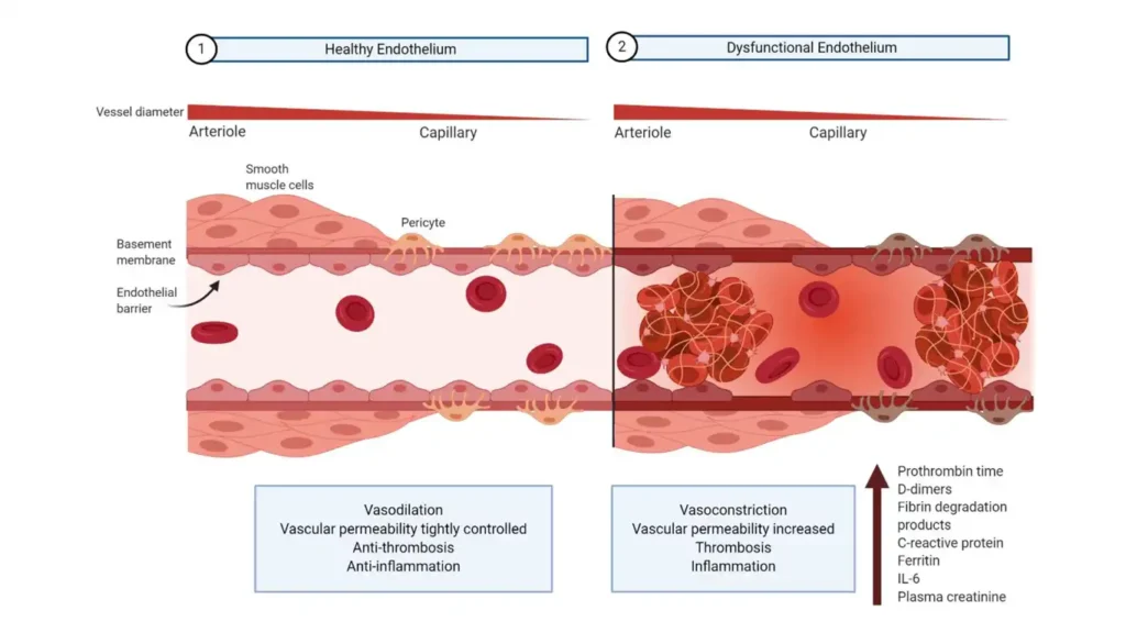Medical diagram of a blood vessel cross-section showing the endothelium releasing nitric oxide to dilate the vessel.