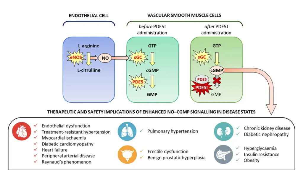 Natural PDE5 inhibitors and L-citrulline supplements for erectile dysfunction reversal