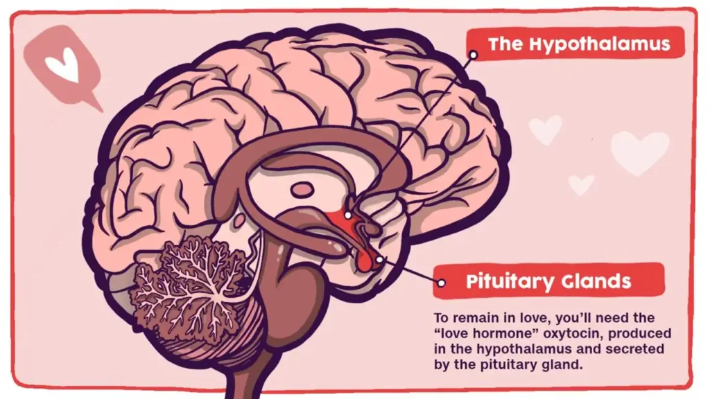 Neuroscience of intimacy showing brain as primary sex organ with dopamine and oxytocin pathways