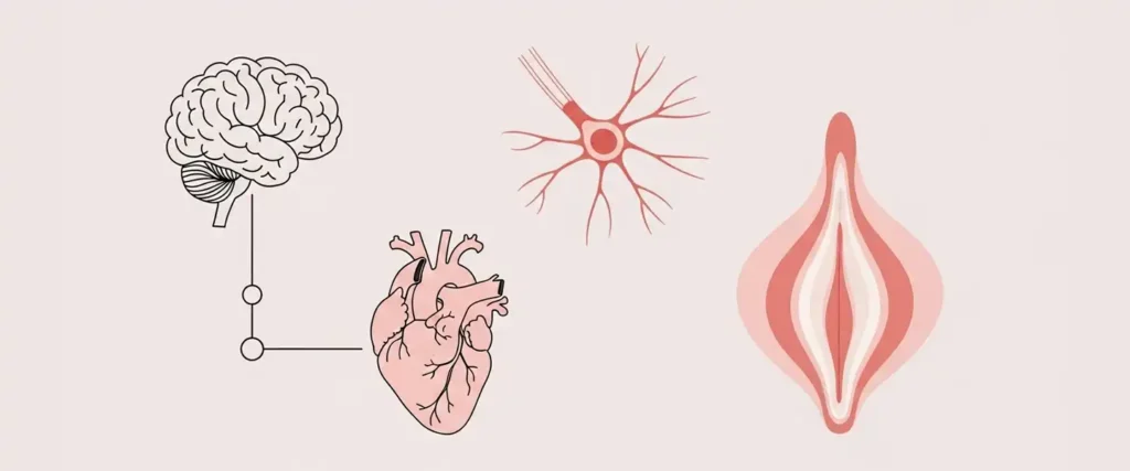 The real science of the female orgasm and female pleasure, represented by abstract icons of a brain, heart, and flower