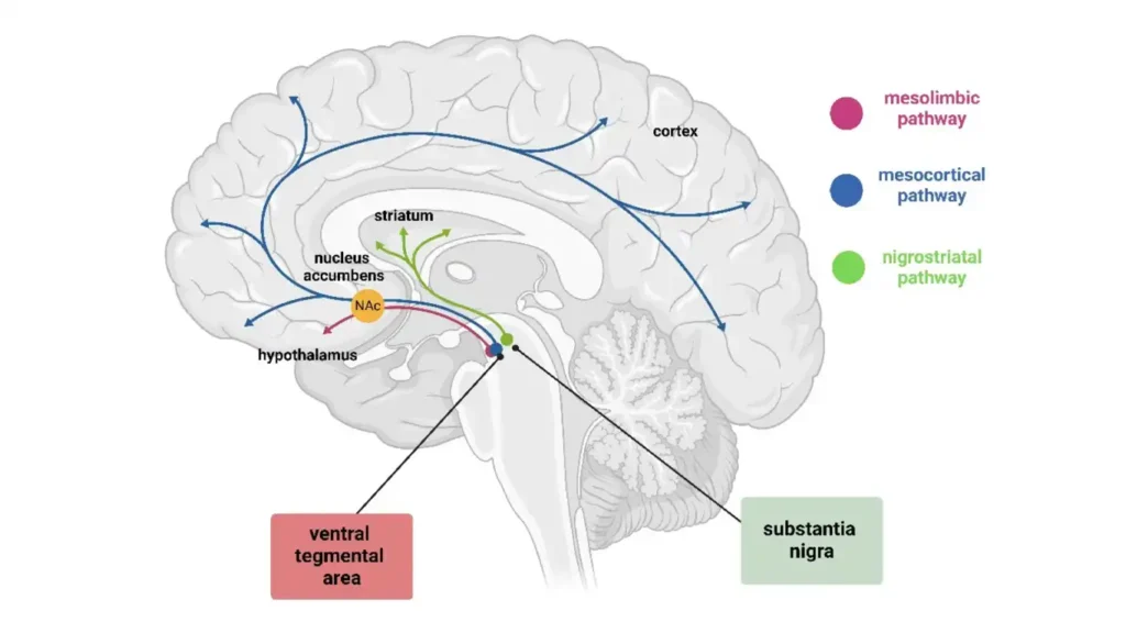 Brain anatomy showing mesocorticolimbic and nigrostriatal dopamine pathways.