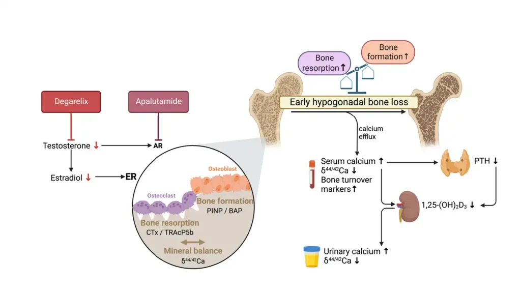 Chart showing how prostate cancer exercise prevents bone loss from Androgen Deprivation Therapy.