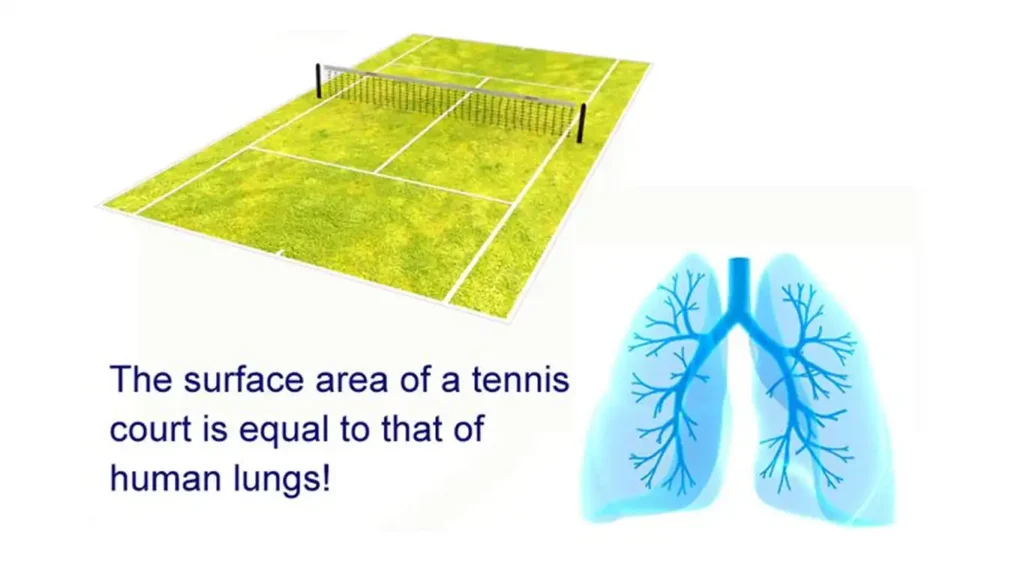 Diagram comparing human lung surface area to a tennis court.
