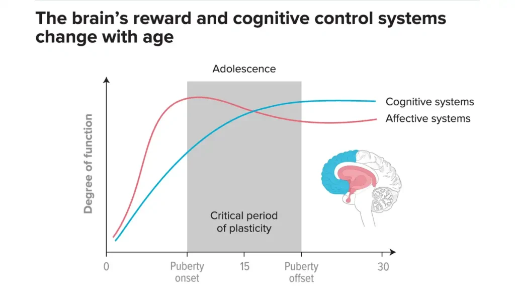 Diagram of adolescent brain showing reward system vs prefrontal cortex development