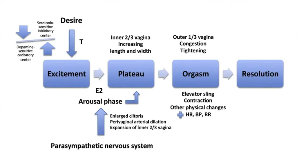 Four categories of female sexual dysfunction desire arousal orgasm and pain